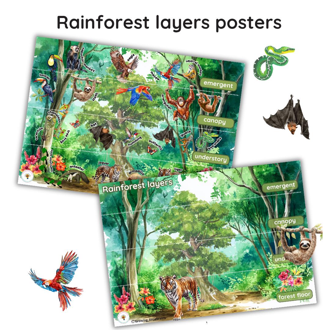 Rainforest Layers Learning Pack | 5 Flashcards | Rainforest Layers ...