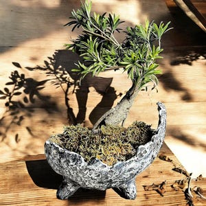 Puede incluir: Un pequeño bonsái en una maceta de cerámica decorativa, texturizada, gris y blanca. El bonsái tiene hojas verdes y blancas y está plantado en musgo. La maceta tiene tres patas pequeñas y una forma orgánica única. El árbol está sobre una superficie de madera.