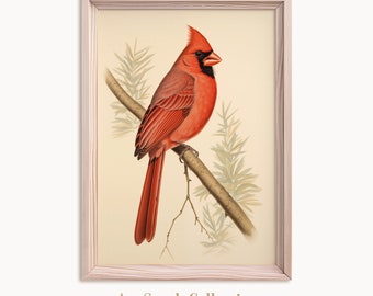 Vintage Naturalist Illustration of a Northern Cardinal, Printable Naturalist Wall Art, Bird Illustration, Instant Download