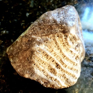 May include: A close-up of a fossilised coral, showing a detailed pattern of ridges and grooves. The coral is light brown and beige, and is embedded in a darker brown rock.