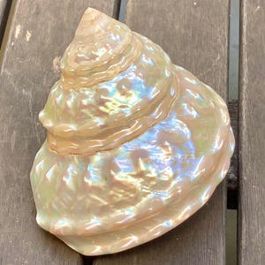 Könnte beinhalten: Eine große, perlmuttartige Muschel mit Spiralform. Die Schale hat eine cremeweiße Grundfarbe mit schillernden Highlights in Blau, Grün und Gelb. Die Oberfläche der Schale ist glatt und glänzend und reflektiert das Licht.
