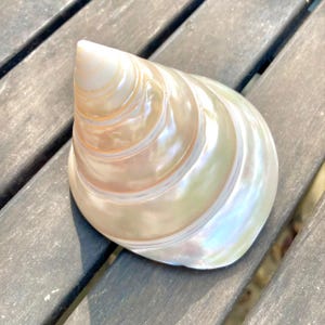 Könnte beinhalten: Eine polierte, konische Muschel mit einer glatten, irisierenden Oberfläche in sanften Creme-, Hellrosa- und Perlweiß-Tönen. Die Muschel weist eine spiralförmige Struktur auf, die sich zu einer abgerundeten Spitze verjüngt und glänzt.