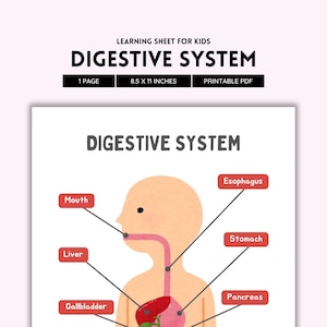Digestive System, Human Anatomy, Gastroenterologist, Human Body, Internal Organs, Digestive Organs, Anatomy Poster, Digestive Tract PDF File