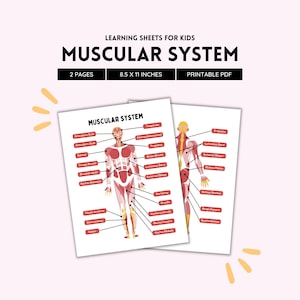 Muscular System, Human Anatomy, Anatomy Art, Anatomy Print, Human Body, Human Muscle, Anatomy Physiology, Muscle Print, Educational Prints