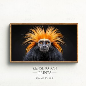 May include: A framed photograph of a golden-headed lion tamarin monkey with a black body and a bright orange and yellow mane. The monkey is looking directly at the camera with a serious expression. The background is black.