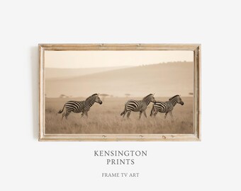 May include: A sepia-toned photograph of three zebras walking through a grassy field. The zebras are in the foreground, with a hazy landscape in the background.