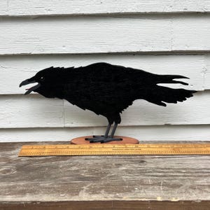Life-size American Crow (angry). Wooden bird handmade and hand-painted in New Hampshire.  New and improved.