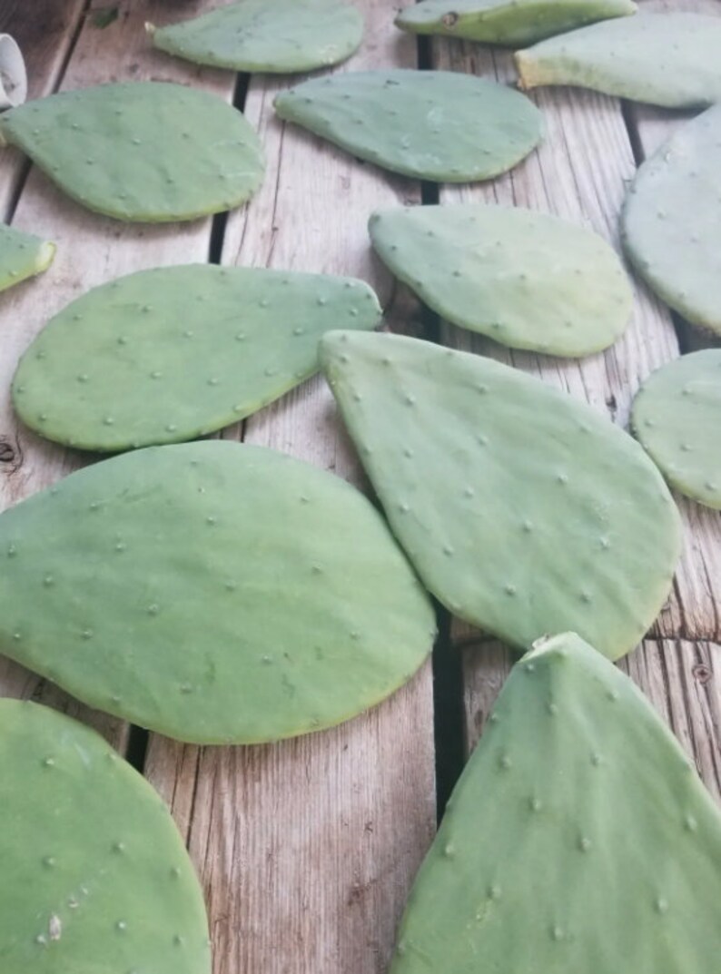 Spineless Edible Cactus Prickly Pear Pads Edible Nopales Opuntia Cacanapa Ellisiana for