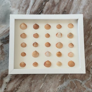 Shadow Box, Framed Shell Art, Wall Art, Coastal, Beach, Home Decor