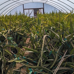 May include: A greenhouse filled with dragon fruit plants growing in rows. The plants are green and have long, thin stems. The greenhouse is made of clear plastic and has a metal frame.