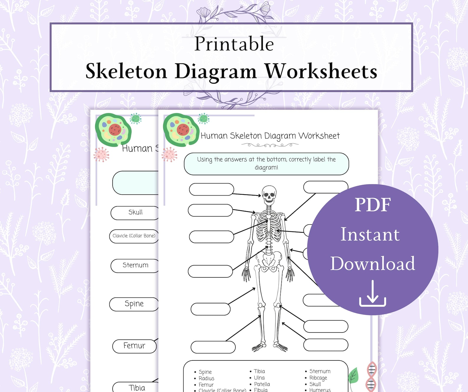 Skeletal System Diagram Worksheet Printable PDF, Human Skeleton ...