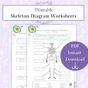Könnte beinhalten: Ausdruckbare Skelettdiagramm-Arbeitsblätter mit einem menschlichen Skelettdiagramm. Die Arbeitsblätter enthalten Beschriftungen für Schädel, Schlüsselbein, Brustbein, Wirbelsäule, Oberschenkelknochen und Schienbein. Ein lila Kreis mit dem Text "PDF Sofort-Download" ist ebenfalls vorhanden.