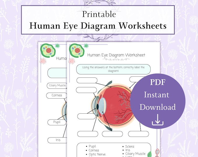 Eye Anatomy Kids Printable, Human Anatomy Activity, Preschool Science ...