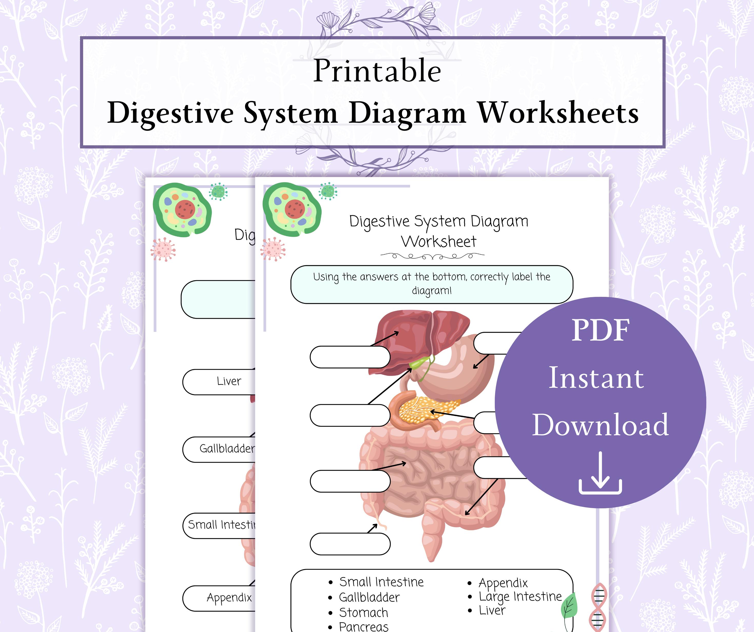 Digestive Problems Activity Digestive System Diagram Printable PDF, Human Digestive System Labeling ...