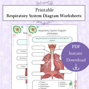 May include: Printable respiratory system diagram worksheets. The worksheets feature a detailed diagram of the respiratory system with labels for the trachea, bronchus, alveoli, and more. A purple circle with the text "PDF Instant Download" is on the right.