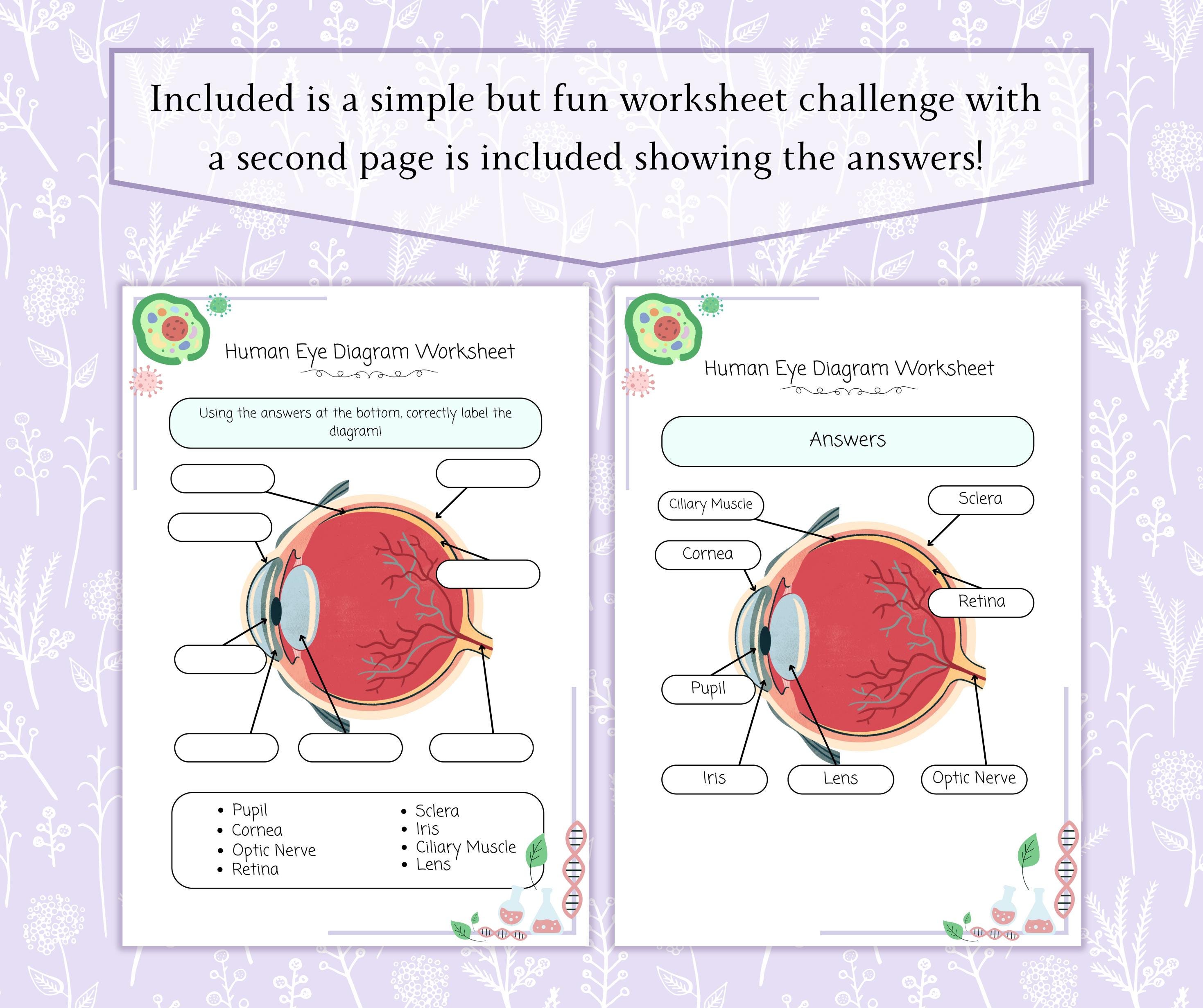 Human Eye Diagram Worksheet Printable PDF, Eye Anatomy Labeling ...