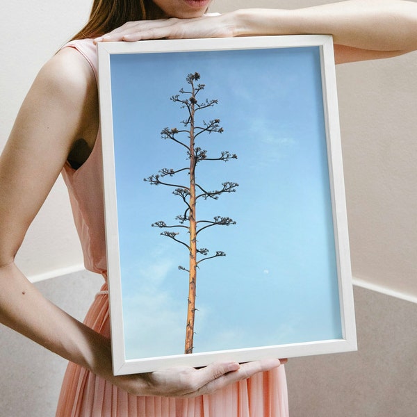 Agave photo Blue sky Printable image Digital download Wall decor Minimalist image