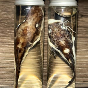 Catfish Wet Specimen: Oddities & Curiosities
