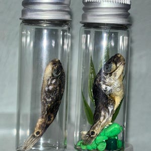 Pufferfish in a Bottle • Pufferfish Decor • Oddities & Curiosities • Real Fish• Fish Taxidermy• Witchy Decor •