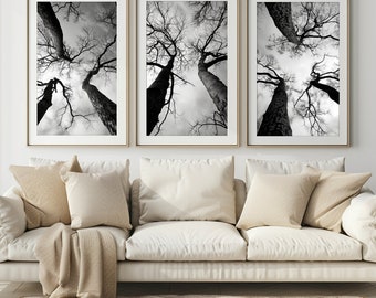 SET of 3 | Majestic Tree Canopies: Black & white wonders | Elevate your space with nature's grandeur!