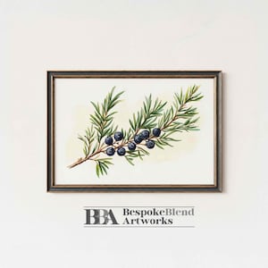 Op de afbeelding: Een ingelijste botanische prent met een aquarelillustratie van een jeneverbessen tak met groene bladeren en donkerblauwe bessen. Het kunstwerk staat tegen een crèmekleurige achtergrond en is ingelijst in een donkerbruine lijst. De tekst "BBA BespokeBlend Artworks" staat onderaan.