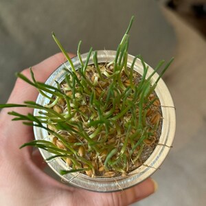 Vetegräsodlingssats: Ekologiska frön, återanvändbar masonburk, kattgodis bild 3