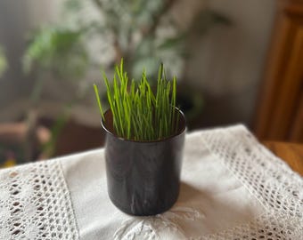 May include: A small potted plant with green grass growing in a black ceramic pot. The pot is sitting on a white crocheted tablecloth.