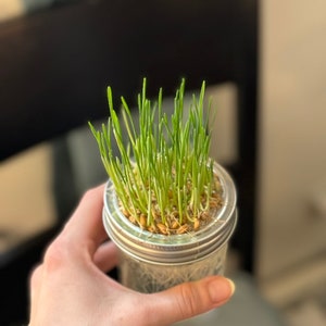 Vetegräsodlingssats: Ekologiska frön, återanvändbar masonburk, kattgodis bild 1