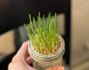 May include: A glass jar with a silver lid filled with green grass growing from the soil. The jar is being held by a hand.