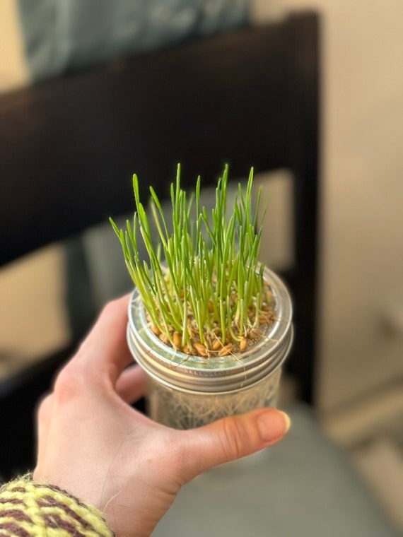 Wheatgrass Grow Kit: Organic Seeds, Reusable Mason Jar, Cat Treat