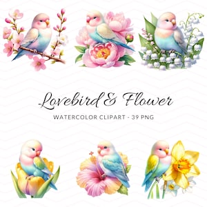 Clipart de aquarela de periquito encantador - PNGs de pássaros florais, download digital, uso comercial, cartões comemorativos, álbum de recortes