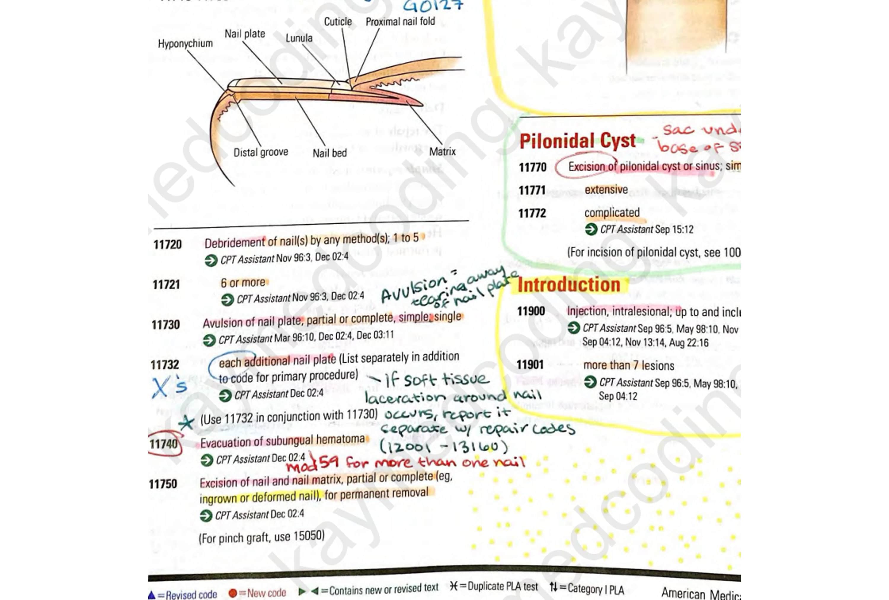 2024 CPT Surgery / Integumentary System Book Notes - Etsy