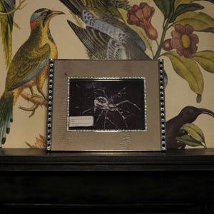 Peut inclure: Une illustration d'araignée en noir et blanc encadrée, avec un cadre argenté et des accents de pierres précieuses noires. Le cadre est présenté sur un fond d'écran avec des motifs d'oiseaux et de fleurs. Le cadre a une petite étiquette blanche avec du texte.