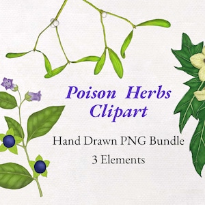 Könnte beinhalten: Digitales Clipart-Bundle mit handgezeichneten Illustrationen von giftigen Kräutern. Das Bild enthält Mistelzweige, eine blühende Pflanze mit lila Blüten und dunklen Beeren sowie eine Ansammlung cremefarbener Blüten mit grünen Blättern. Der Text lautet "Poison Herbs Clipart".