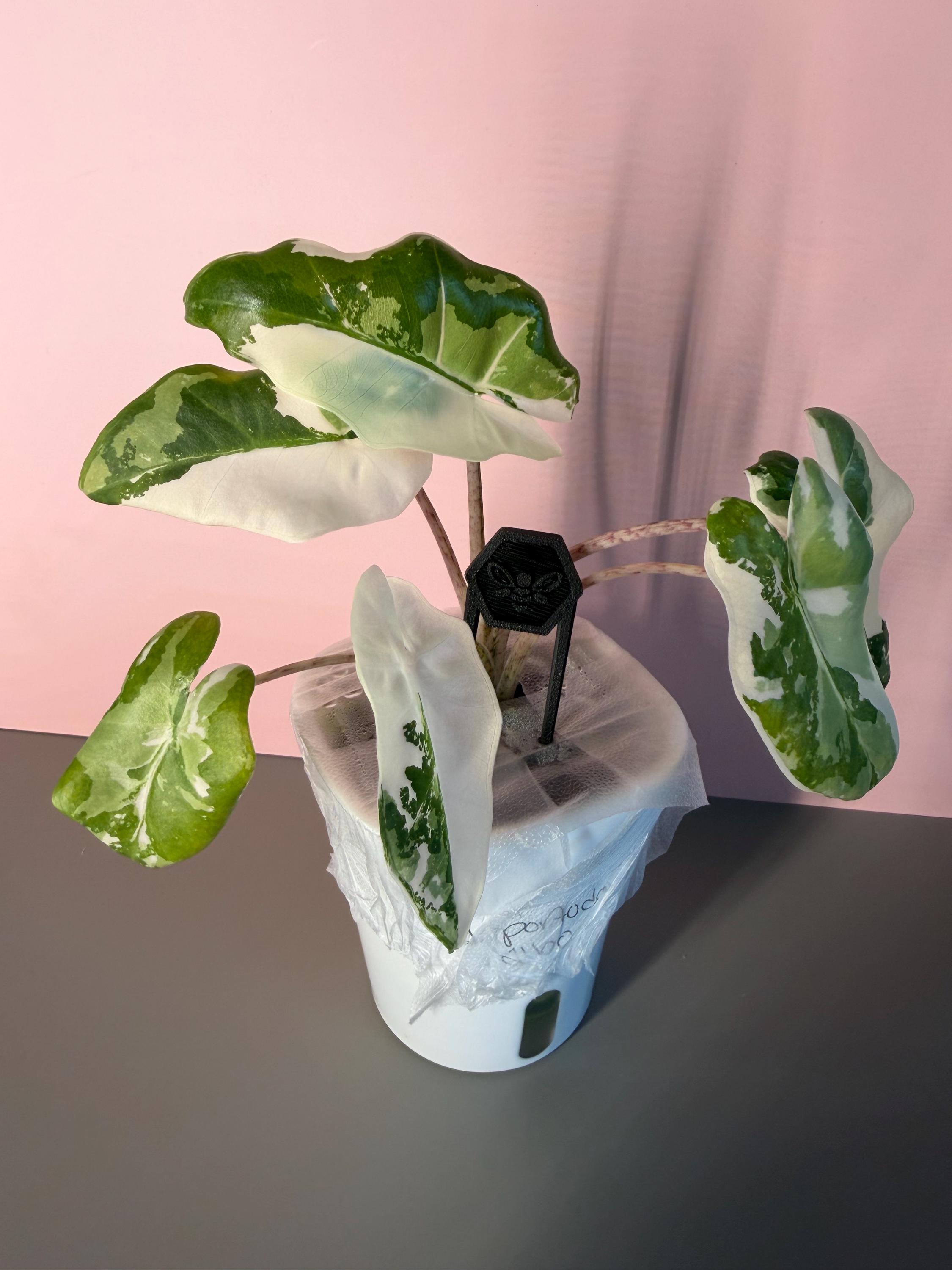 アロカシア ポルトドラ 斑入り アロカシア ポルトドラ 斑入り (ピンクの茎) Alocasia Portora white