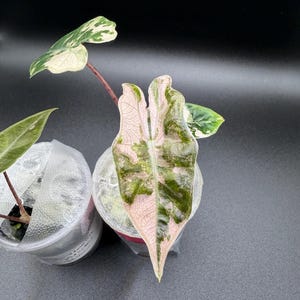 Alocasia Pseudo Sanderiana - Etsy
