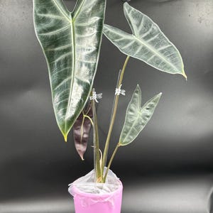 Alocasia Variegated Purple Longiloba - Etsy