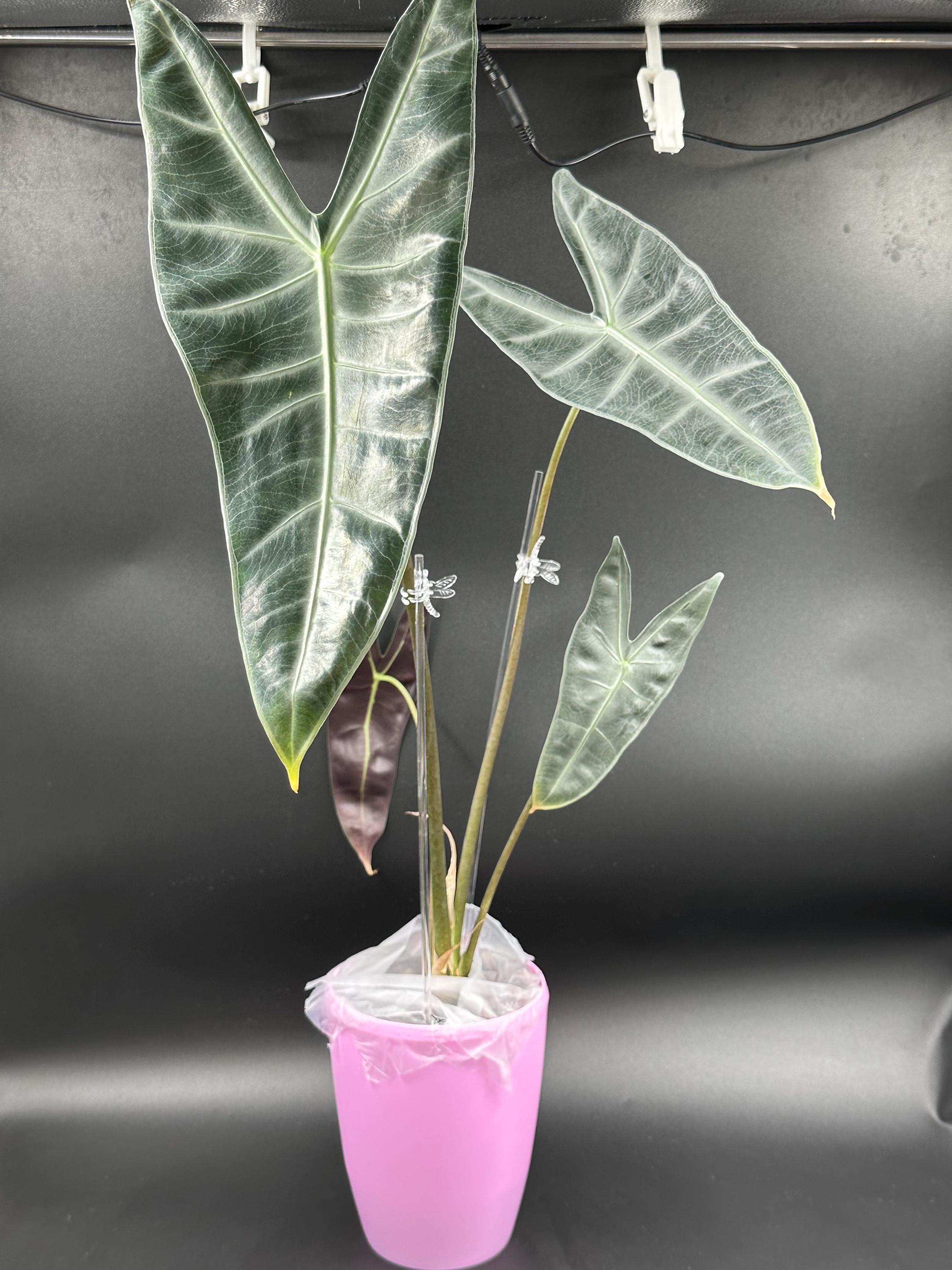 Alocasia Variegated Purple Longiloba - Etsy