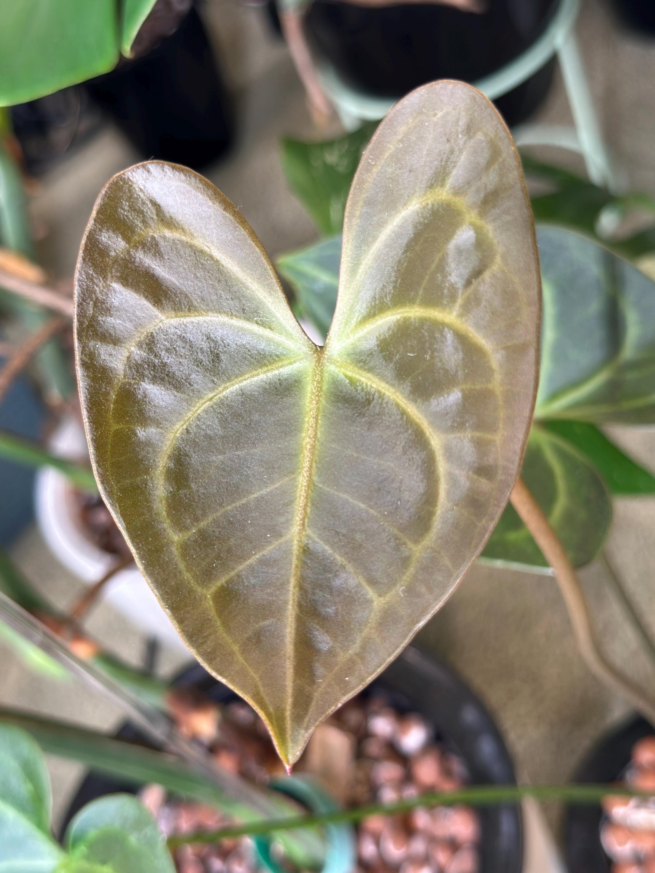 house plant wholesale Rare Pre-Pack #1 main image 1