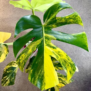Ghost Lava Monstera - Etsy
