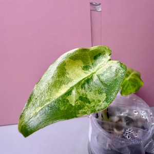 weie orchidee name Weie Orchidee kaufen | Schlichte Eleganz fr Ihr Zuhause