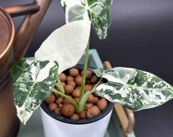 Alocasia Frydek Variegated- Small