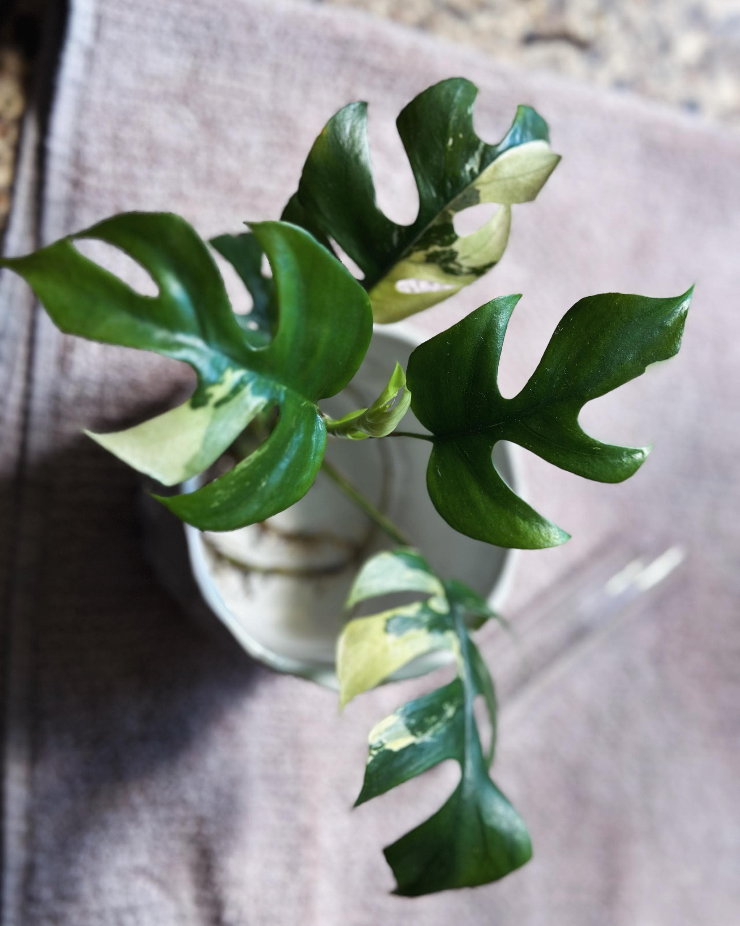 2)ラフィドフォラ テトラスペルマ 斑入 ヒメモンステラ ラフィドフォラ テトラスペルマ パラゴン 斑入りヒメモンステラ