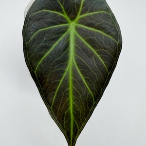 Alocasia Regal Shield Corms - Etsy