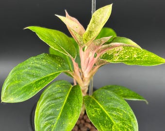 Aglaonema Pictum Tricolor Silver Stripe Rare Aroid Camouflage Plant NOT TC  - Etsy