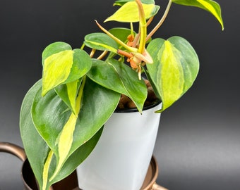 Philodendron Brazil- cutting