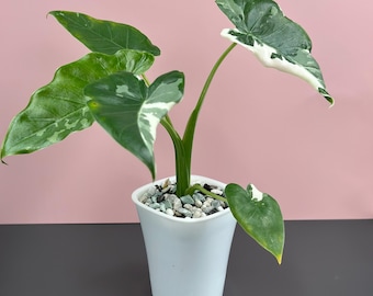 Okinawa Silver Alocasia Starter Plant (ALL STARTER PLANTS Require