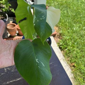 Monstera albo vert panaché - Monstera albo partiellement retourné - B4