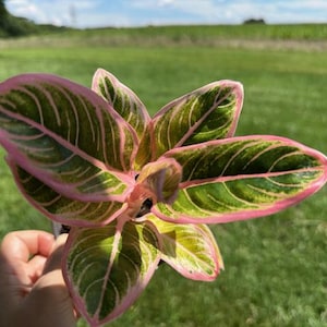 Aglaonema Lotus Delight - Rare Aglaonema Variety with Pink Edges - Exact Live Plant US Seller - #6