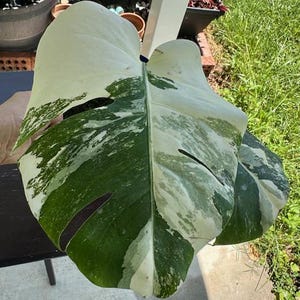 Plante panachée de Monstera Albo - Magnifique plante panachée de Monstera albo blanche avec racine - B2